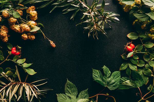 flat lay with autumn plants arrangement on black background