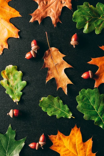 Full Frame Acorns Oak Leaves Black Background — Free Stock Photo
