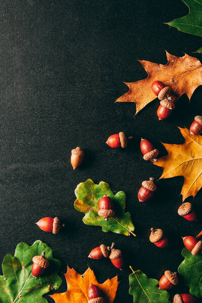 full frame of acorns and oak leaves on black background
