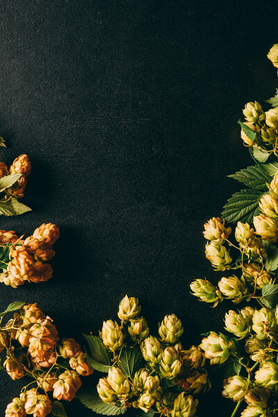 верхний вид ветвей хмеля с зелеными листьями на черной поверхности
