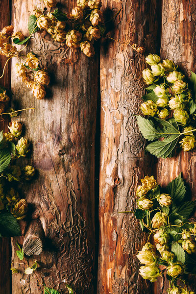 top view of hops with green leaves on wooden background