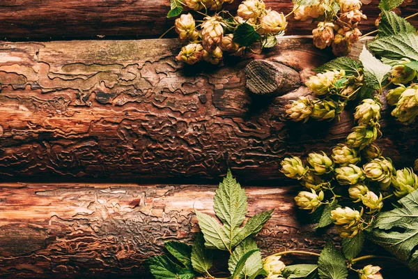 Верхний Вид Хмеля Зелеными Листьями Деревянном Фоне — стоковое фото