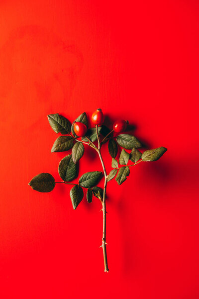 top view of briar branch with green foliage on red background