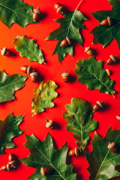 full frame of green oak leaves and acorns arrangement on red background