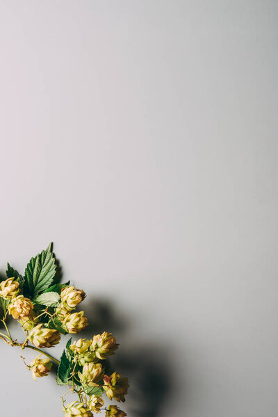 верхний вид ветвей хмеля с зеленой листвы на сером фоне
