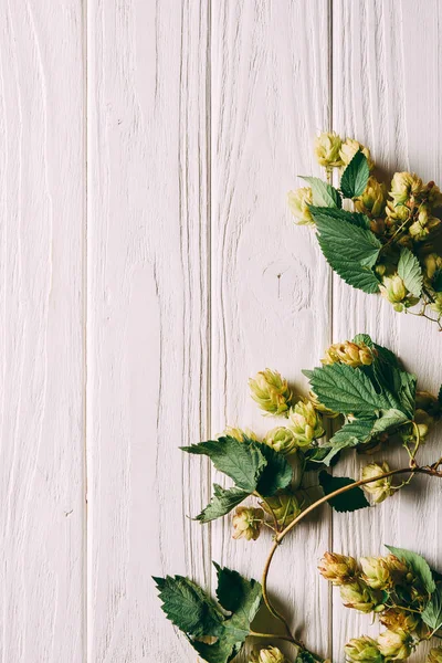 Vue Dessus Des Branches Houblon Avec Des Feuilles Vertes Sur — Photo