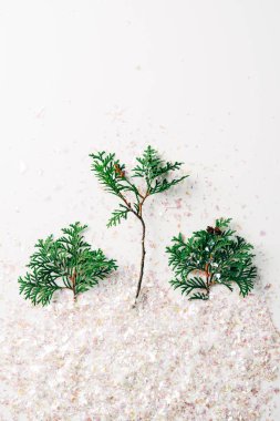 top view of green pine tree branches and confetti on white backdrop clipart
