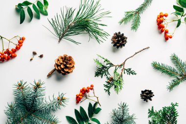 flat lay with winter arrangement of pine tree branches, cones and sea buckthorn on white backdrop clipart