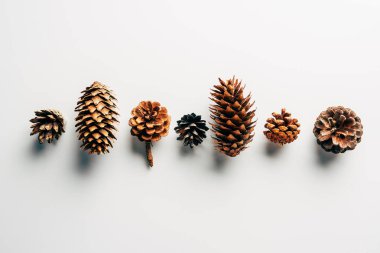 top view of pine cones arranged on white backdrop clipart