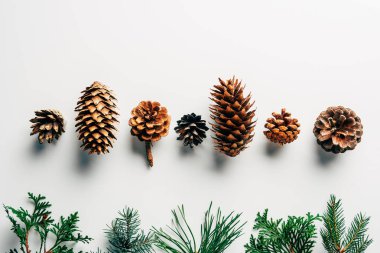flat lay with green branches and pine cones arranged on white backdrop clipart