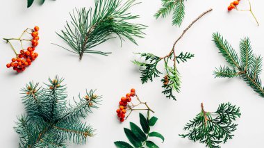 flat lay with winter arrangement of pine tree branches and sea buckthorn on white backdrop clipart