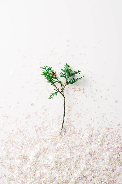 白い背景の上の松の木の枝と紙吹雪のトップ ビュー  — 無料ストックフォト