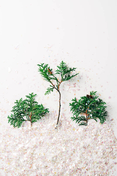 top view of green pine tree branches and confetti on white backdrop