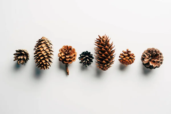 Vue Dessus Des Cônes Pin Disposés Sur Fond Blanc — Photo