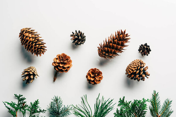 flat lay with green branches and pine cones arranged on white backdrop