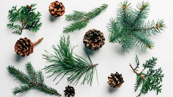 Flat Lay Green Branches Pine Cones Arranged White Backdrop — Stock Photo, Image