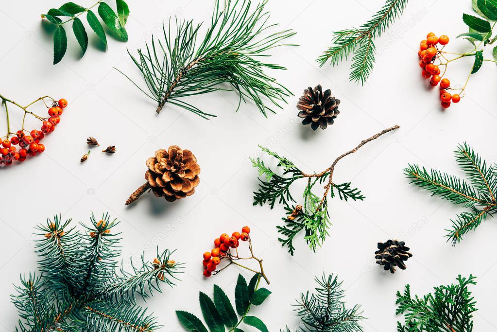 flat lay with winter arrangement of pine tree branches, cones and sea buckthorn on white backdrop