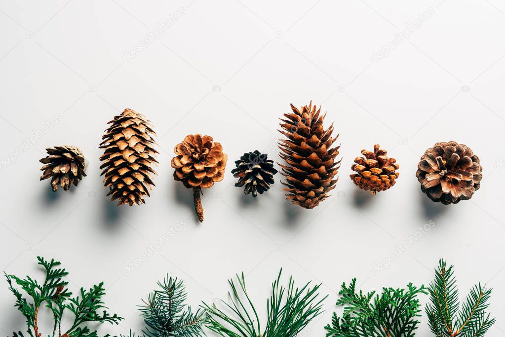 flat lay with green branches and pine cones arranged on white backdrop