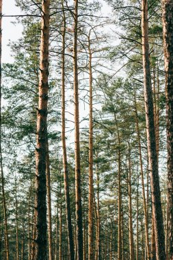 beautiful view of high pine trees in forest  clipart