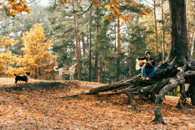 adam ağaç köpeklerle parkta otururken akustik gitar çalmak
