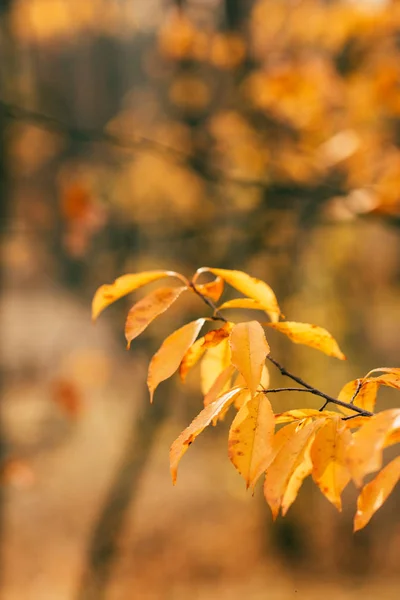 在模糊的背景上的橙色秋天的叶子 — 图库照片