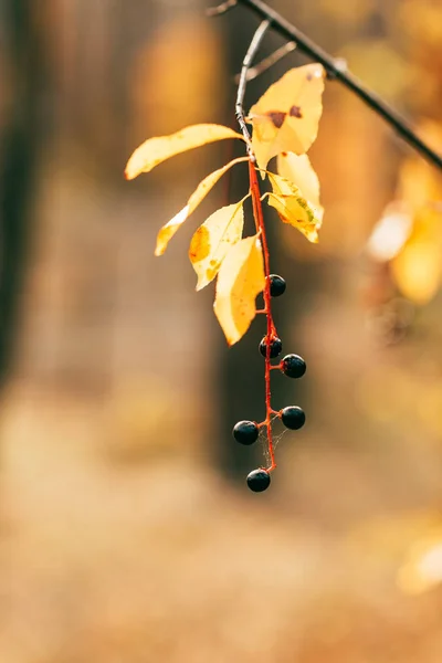 Orange Herbst Laub Mit Beeren Auf Verschwommenem Hintergrund — Stockfoto