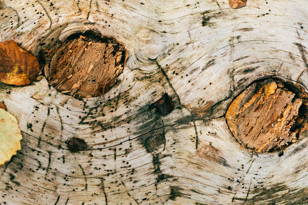 close up view of aged cracked brown tree bark