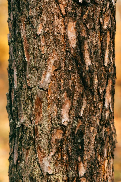 ひびの入った茶色の木の樹皮のクローズ アップ表示 — ストック写真