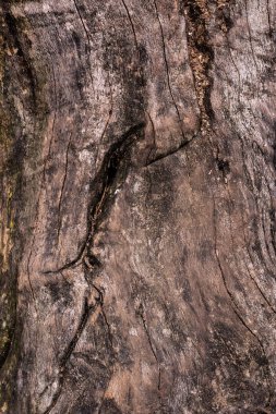 full frame image of cracked tree trunk background clipart