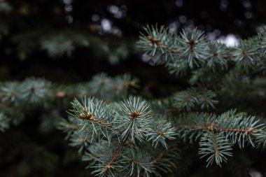 selective focus of fir tree branches background clipart