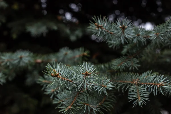 Foyer Sélectif Des Branches Sapin Fond — Photo