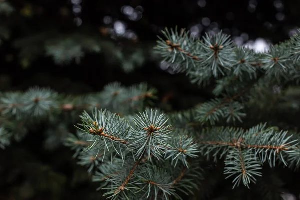 Selective Focus Fir Tree Branches Background — Stock Photo, Image