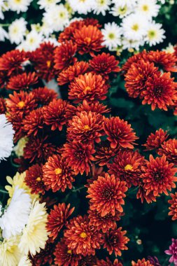 selective focus of beautiful red chrysanthemums background clipart