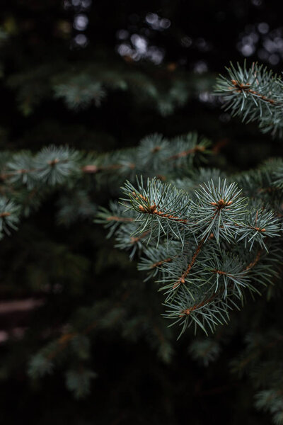 close up view of fir tree branches background