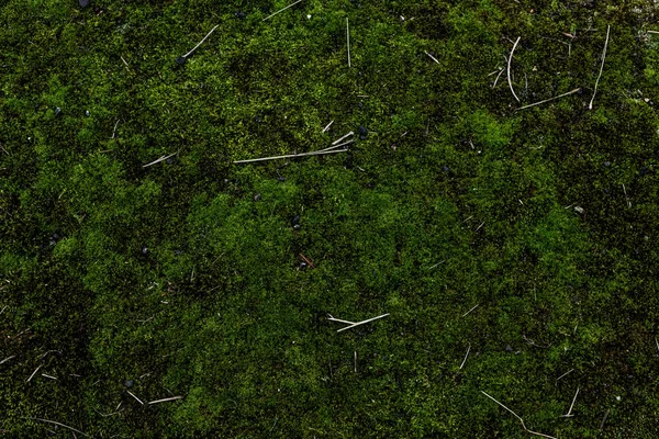 Vollbild Von Grünem Moos Hintergrund — Stockfoto