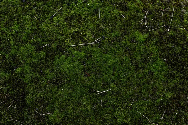 Imagen Marco Completo Fondo Musgo Verde — Foto de Stock