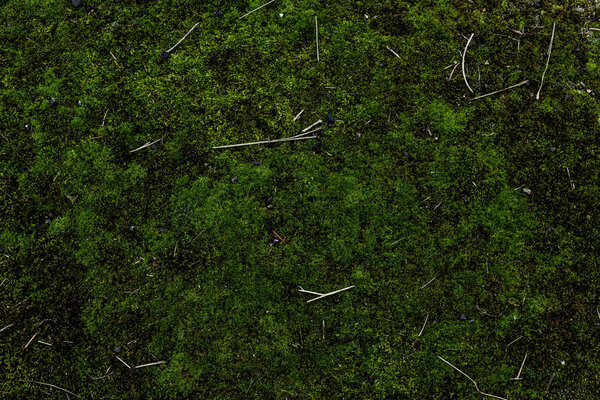 full frame image of green moss background