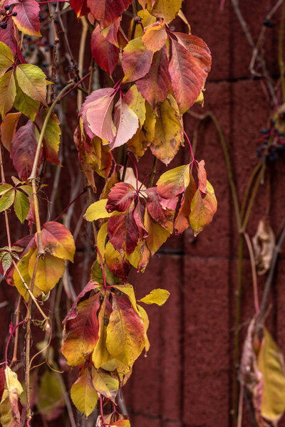 close up view of colorful autumnal leaves near red wall 