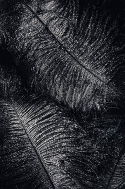 siyah tüylü tarafından gümüş kaplı yüzeyinin yükseltilmiş görünümü 