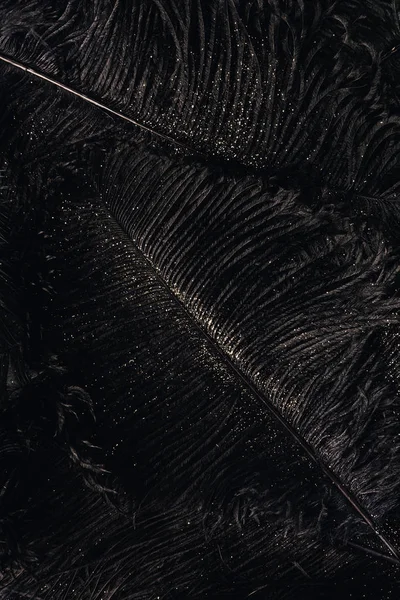 Προβολή Πλήρους Καρέ Διακοσμητικό Μαύρο Φτερών Χρυσή Σκόνη Εορταστική Φόντο — Φωτογραφία Αρχείου