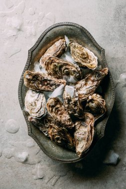 düz lay istiridye metal kase buz gri yüzeyi ile