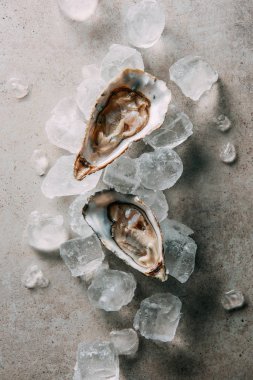 top view of oysters and ice cubes on grey tabletop clipart
