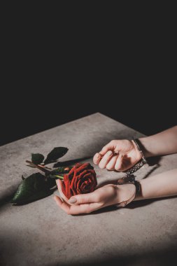 metal kelepçe siyah izole kırmızı gül çiçek tutan kadının kısmi görünümü