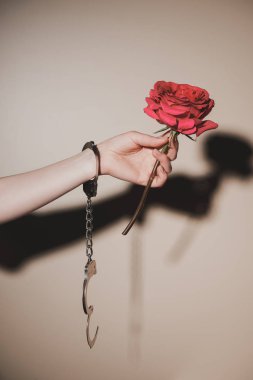 pembe Gül çiçek bej renkli arka plan üzerinde tutan metal kelepçe içinde kadın kısmi görünümü