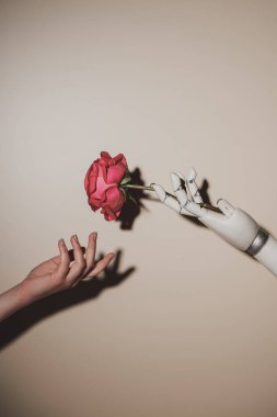 kadın ve robot el bej renkli arka plan üzerinde kırmızı gül çiçek tutarak kısmi görünümünü