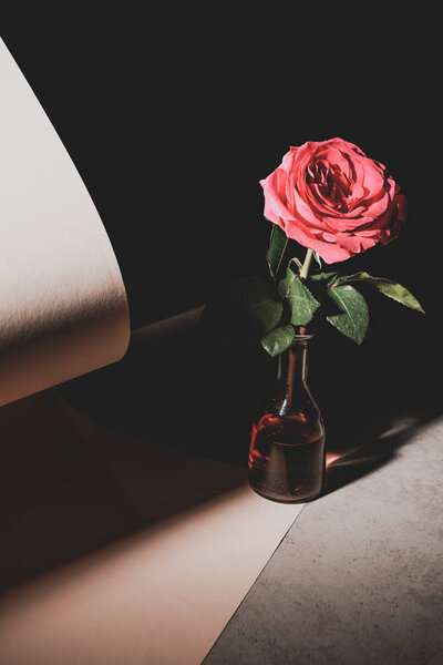 pink rose flower in glass bottle on stone table with sheets of paper isolated on black