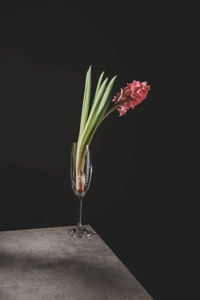 Pink Hyacinth Flower Champagne Glass Stone Table Isolated Black — Stock Photo, Image