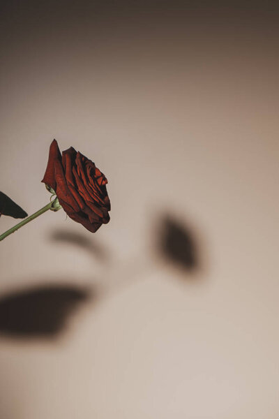 silhouette of red rose flower on beige background