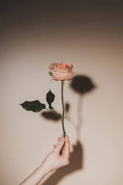 ベージュの背景のピンクのバラの花を持った女性の部分的なビュー — ストック写真