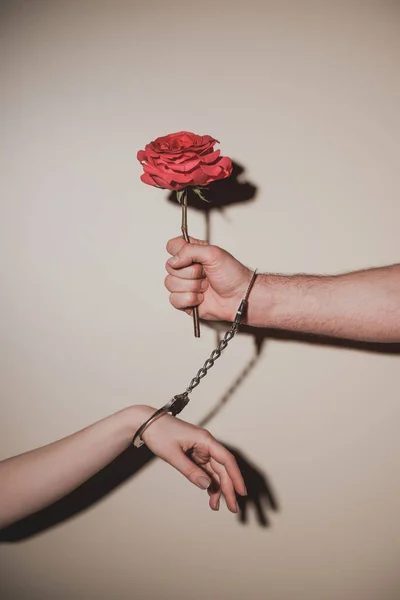 Partial View Woman Man Metal Handcuffs Holding Red Rose Flower — Stock Photo, Image